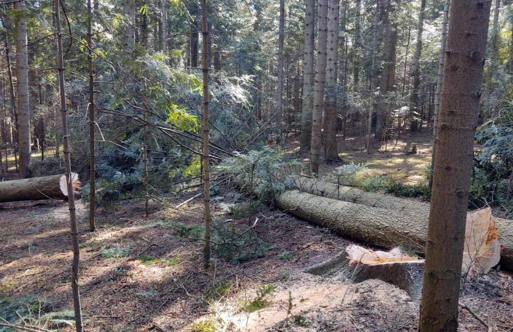 lasy, lasy państwowe, zakłady usług leśnych, miejsca pracy