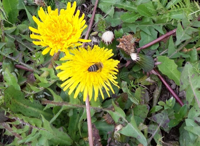 samorząd wojewódzki, pomoc finansowa, rośliny miododajne, zapylacze