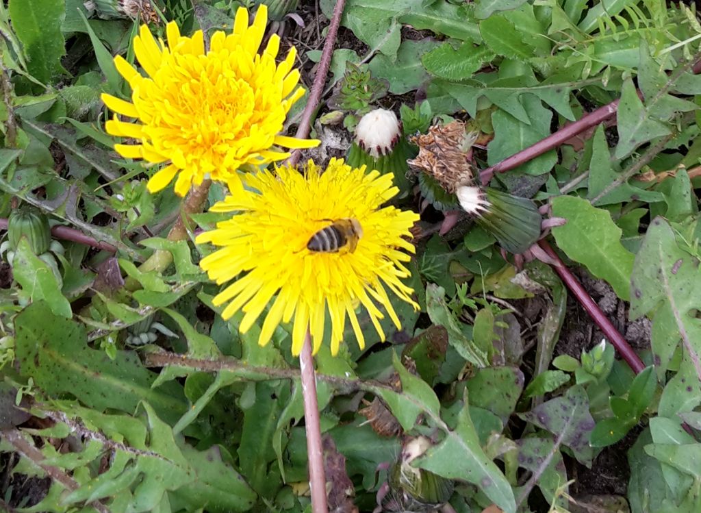 samorząd wojewódzki, pomoc finansowa, rośliny miododajne, zapylacze