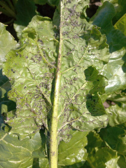 mszyce, liść buraka, Sahryń