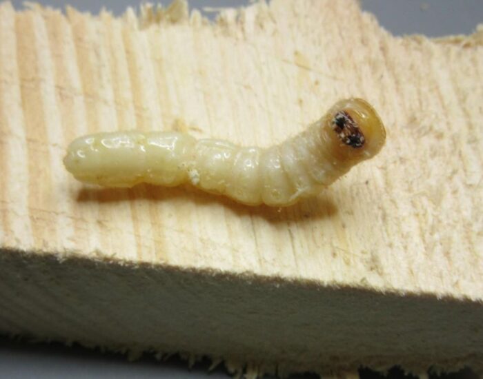 piorin, inspekcja, kontrole, kontrole fitosanitarne