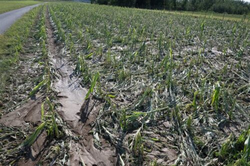 wojewoda, podkarpacie, nawałnice, zniszczone uprawy