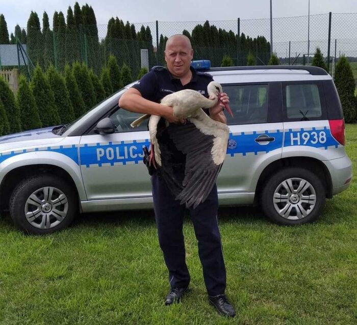 bocian, ranny bocian, policjant, dzielnicowy