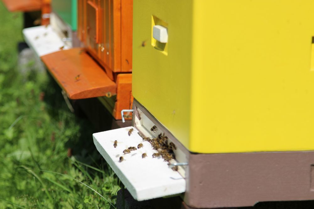 agencja, pomoc, dofinansowanie, pszczoły