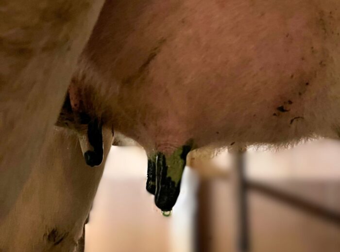 SILVECO NanoDip, Smart Nanotechnologies, dipping poudojowy, aktywne formy srebra, krowy mleczne, wymię, bakterie