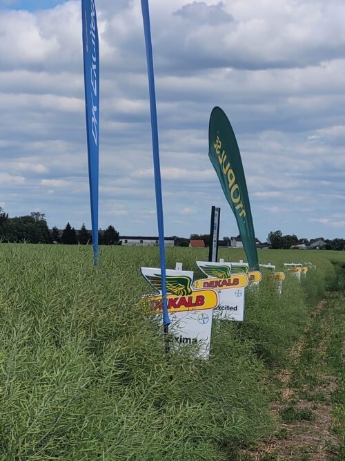 bayer, zboże, pole, kukurydza, dekalb