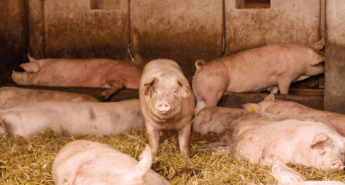 stres cieplny, krowy mleczne, rozród, mleko