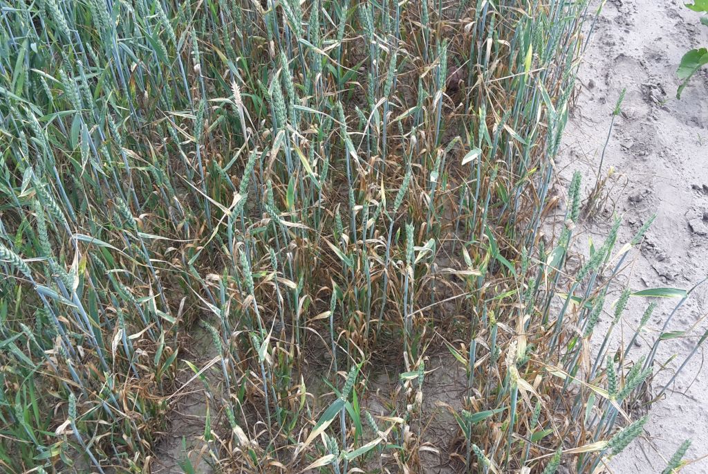 iung-pib puławy, raport suszowy, susza, susza rolnicza