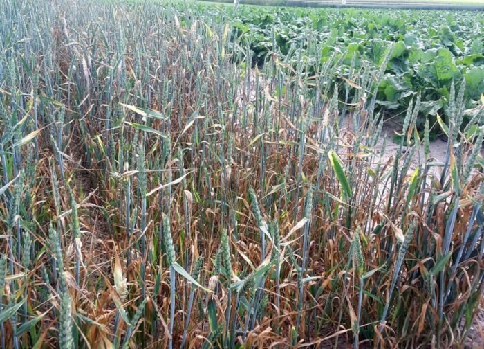 iung-pib, susza, susza rolnicza, kbw