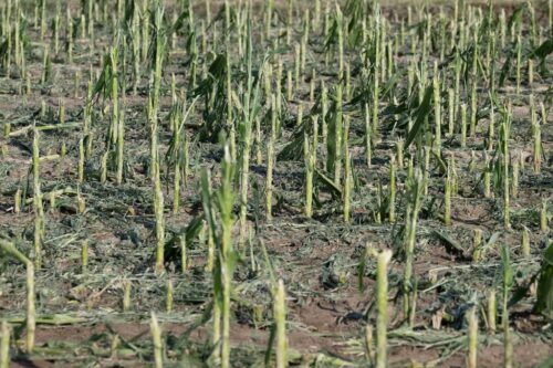 nawałnica, grad, gradobicie, zniszczone uprawy