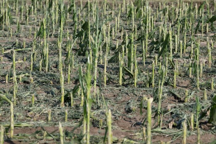 nawałnica, grad, gradobicie, zniszczone uprawy