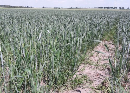 rosja, polska, ukraina, litwa