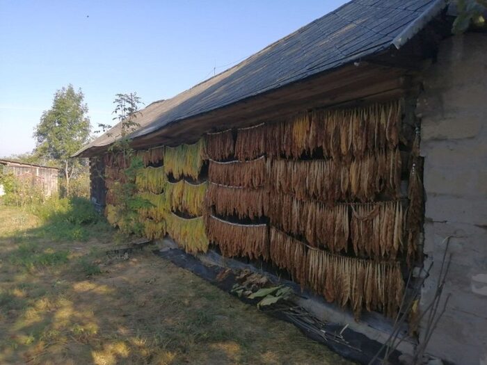 tytoń, plantatorzy tytoniu, rolnicy, wyroby tytoniowe