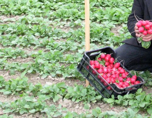 kasa, ukraina, ukraińcy, pomocnik rolnika