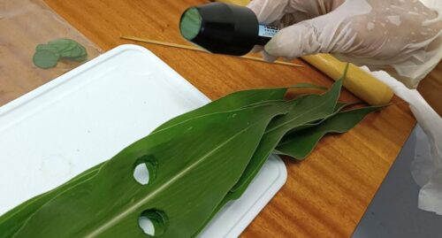 piorin, inspekcja, kontrole, uprawy, gmo