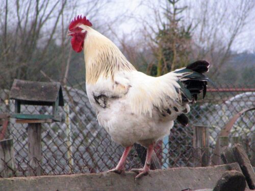 sąd administracyjny, skarga, kurnik, kury, koguty