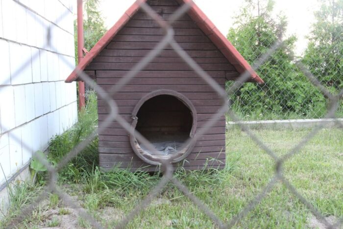 pozbawienie wolności, pogryzienie, psy, zagryziony mężczyzna