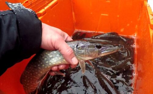 odra, rzeka, zarybianie, ryby