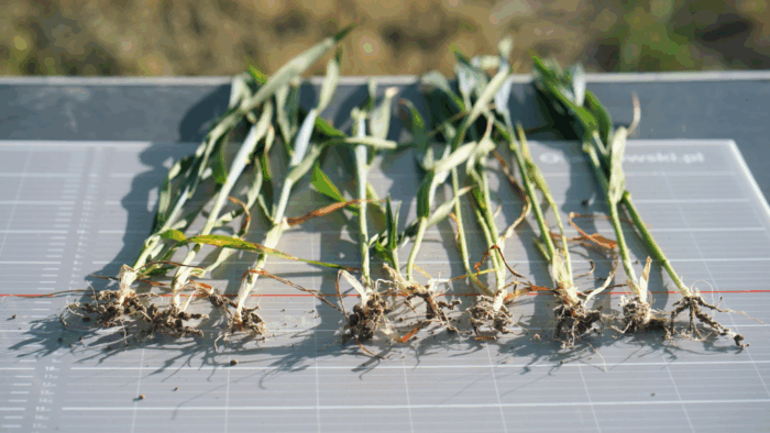 zboza_zbiory_prognozy_ierigz