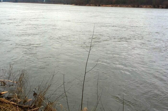 głogów, odra, złota alga, śnięte ryby