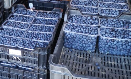 piorin, indie, borówka, eksport