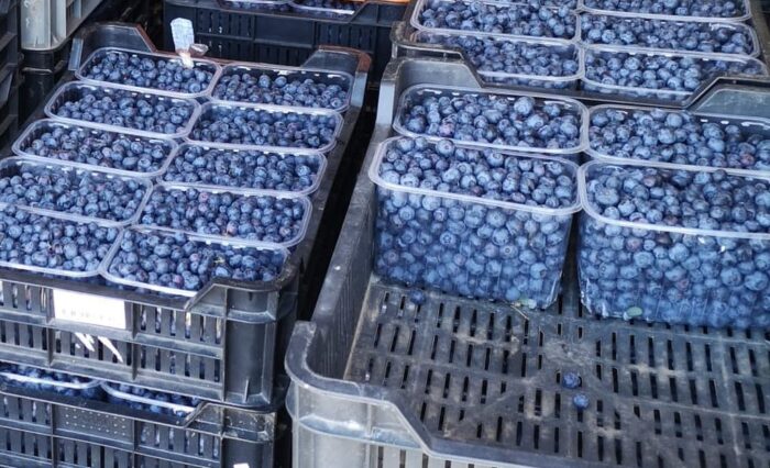 piorin, indie, borówka, eksport