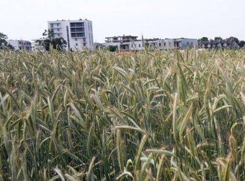 mieszkania, budowa mieszkań, grunty rolne, kowr