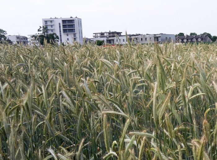 mieszkania, budowa mieszkań, grunty rolne, kowr