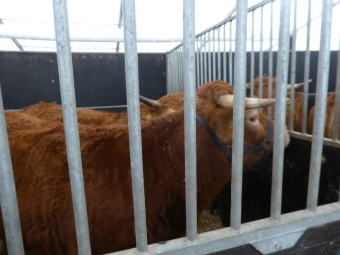 agencja, hodowcy bydła, bydło mięsne, buhaje