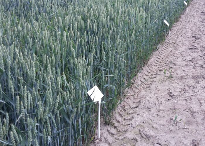 raport, ceny zbóż, pszenica, cena pszenicy