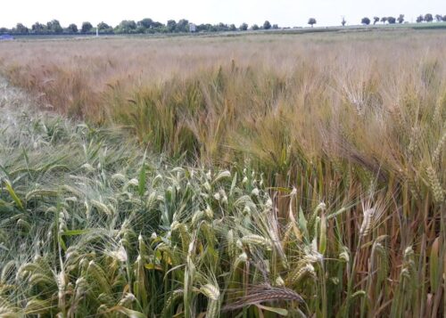 arimr, dopłaty, zboże, dopłaty do zbóż