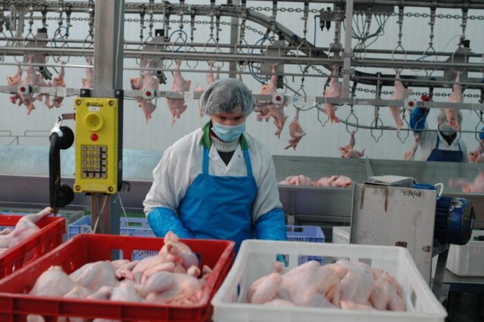 ośrodek badawczy, drób, salmonella, produkcja drobiu