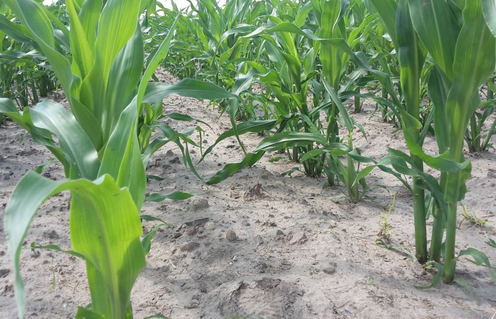 dopłaty, płatność, ekoschematy, biologiczna ochrona upraw