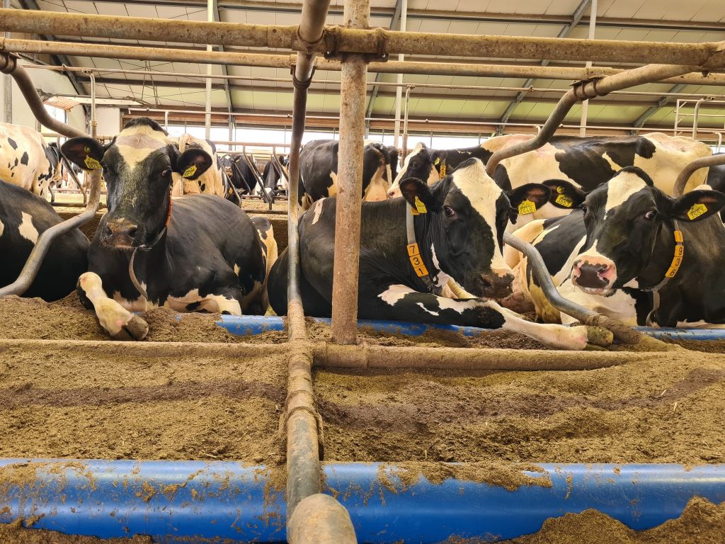 Fortune Cieszymowo, DeLaval, roboty udojowe, VMS v300, krowy mleczne, dój automatyczny, ferma mleczna, bydło mleczne