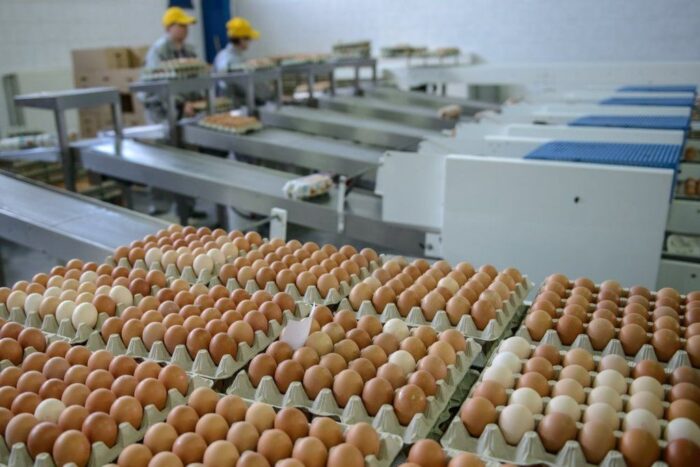 producenci jaj, jaja, import, import jaj