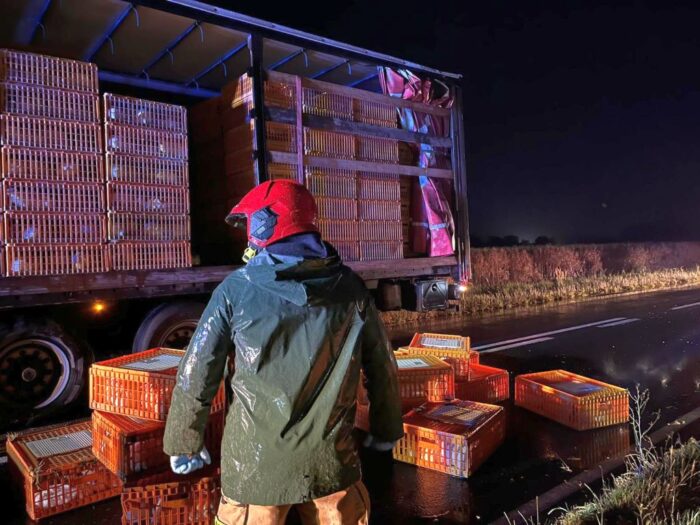 ciężarówka, przewóz zwierząt, klatki, króliki