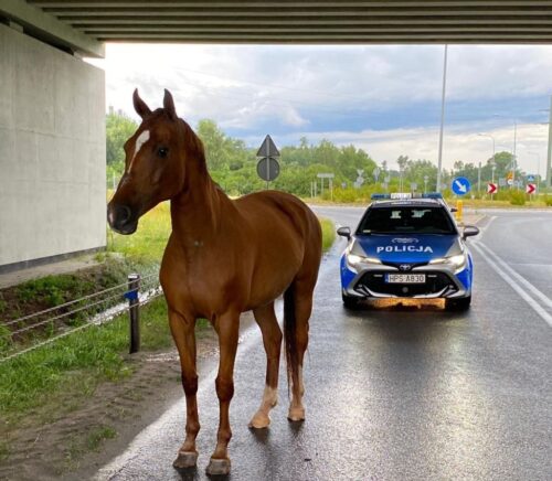 konie, koń, źrebaki, ucieczka