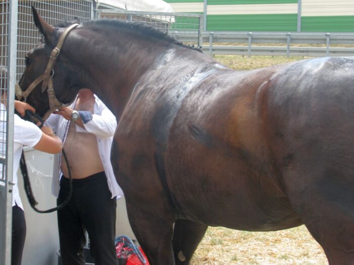 minister klimatu, hennig-kloska, konie, transport konny