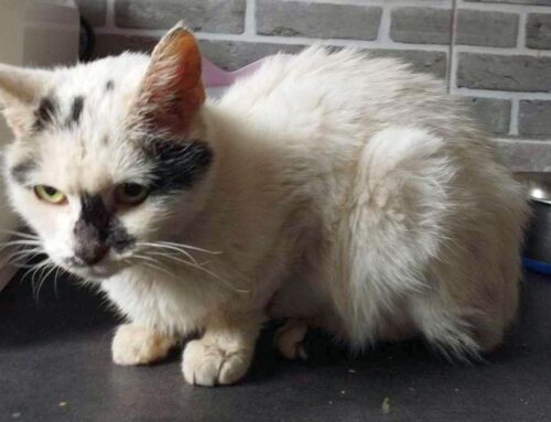 konkurs łowiecki, rolnicy, hodowcy, dzikie koty