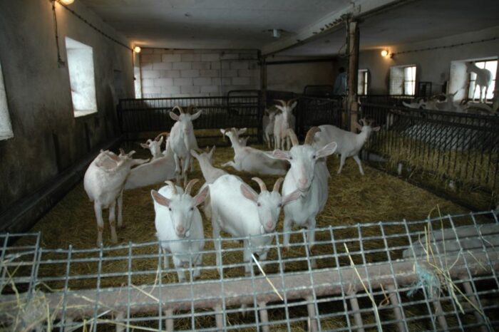 Coraz mniej mięsa koziego i owczego trafia do Wspólnoty