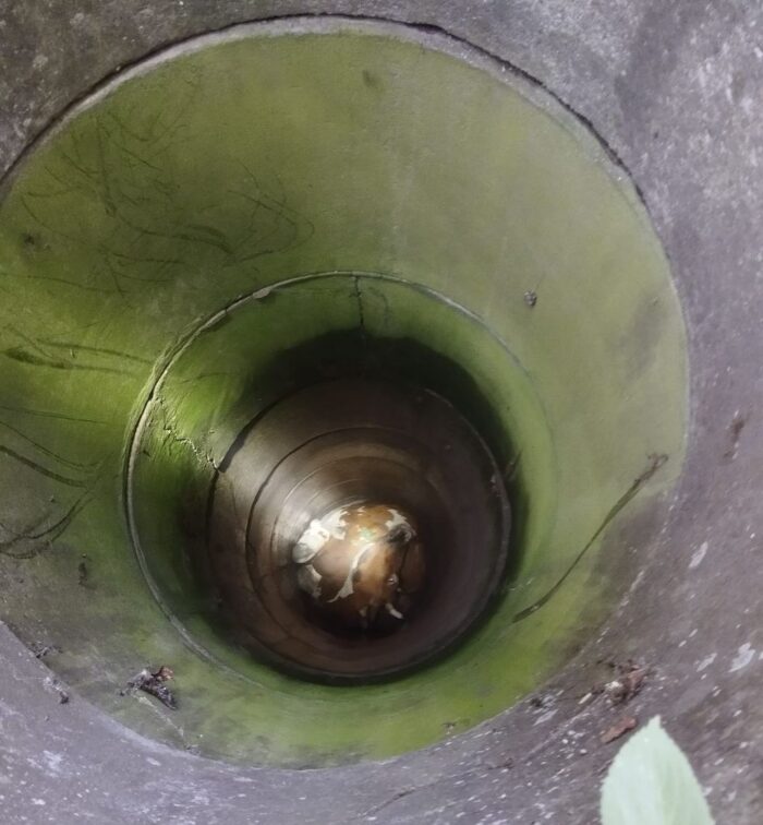 krowa, studnia, krowa w studni, akcja ratunkowa