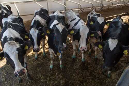 korowy pogłowie obora