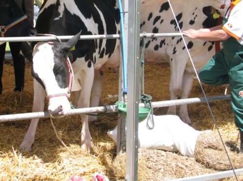 arimr, nabór, wnioski, premia, młodzi rolnicy