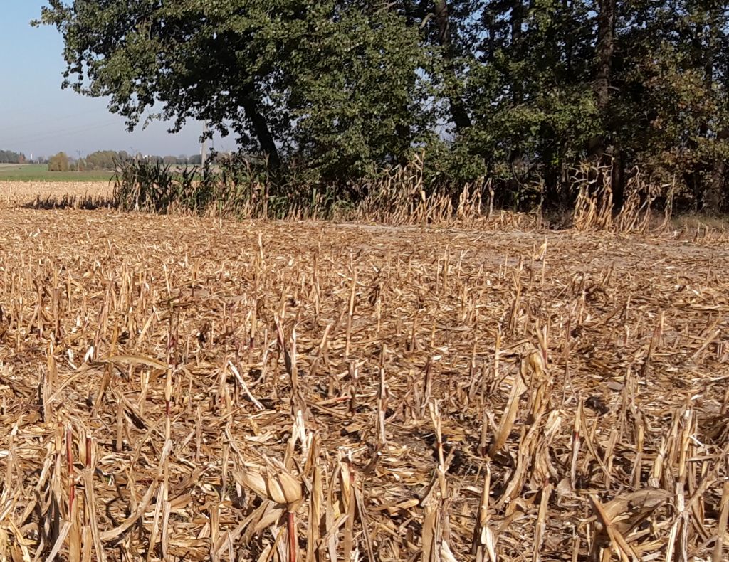 nabór, wnioski, pomoc, zalesianie