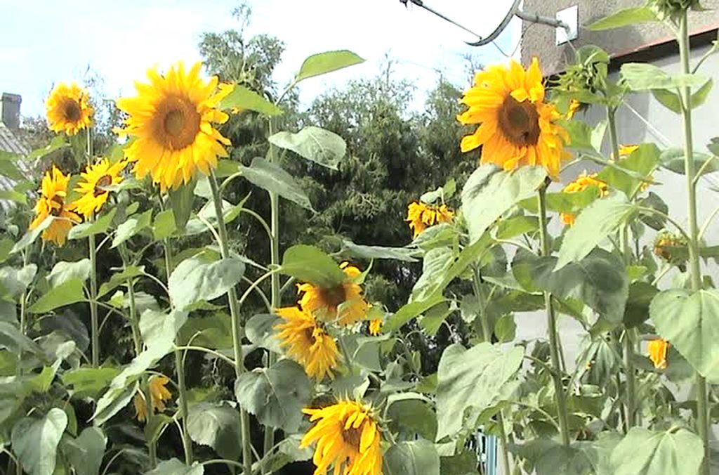 oleiste, słonecznik, fundusz, promocja