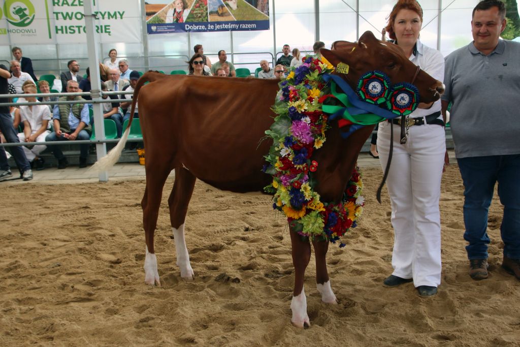 Ogólnopolska Wystawa Bydła Hodowlanego, bydło mleczne, jałówki, Osięcinka, OHZ Głogówek, superczempion