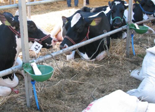 ustawa o paszach, pasze, pasze gmo, gmo