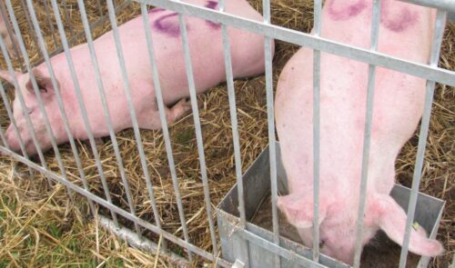 pasze, pasze gmo, ustawa o paszach, prawo