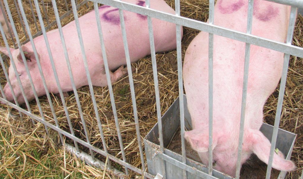 pasze, pasze gmo, ustawa o paszach, prawo