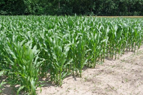 kukurydza, Dzień Kukurydzy, Pawłowice